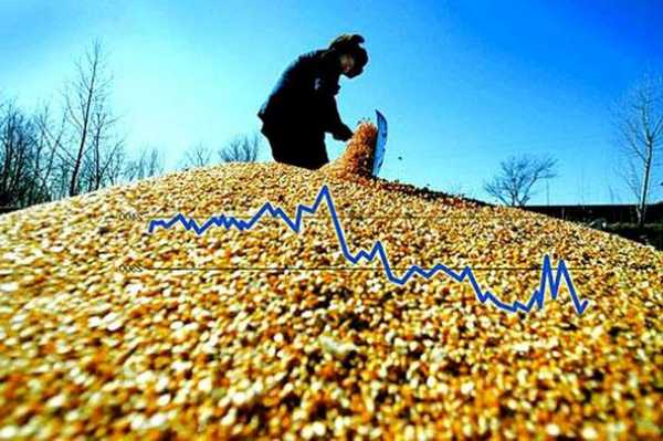 卓创资讯：小麦行情短暂走高后再次回落 11月或涨跌两难